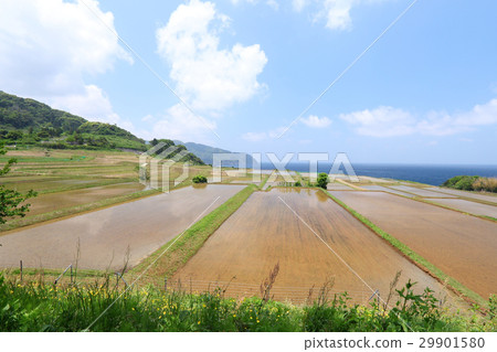 Early summer countryside Early summer countryside 29901580