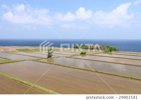 初夏的鄉村 初夏的鄉村 29901581