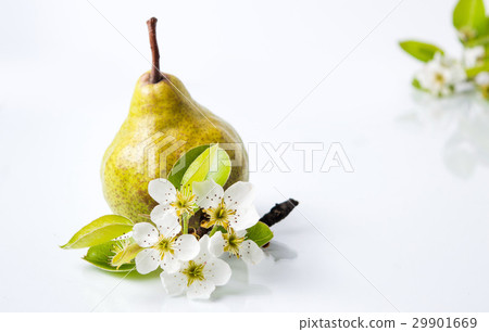 Organic pear and tree blossom on white Organic pear and tree blossom on white 29901669