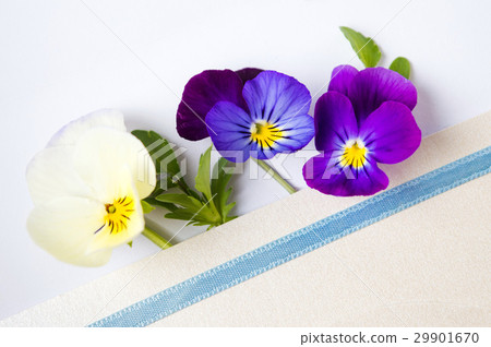 Colorful viola flowers in an envelope Colorful viola flowers in an envelope 29901670