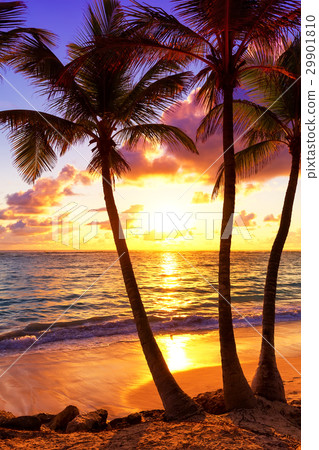 Coconut palm trees against colorful sunset 29901810