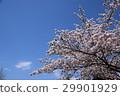  櫻花和藍天 29901929