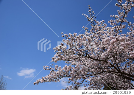 櫻花和藍天 29901929