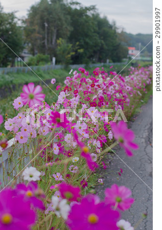 Flowers lining 29901997