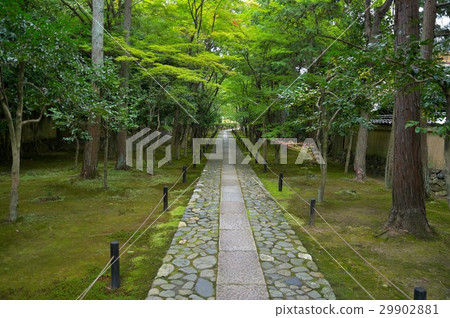 Shikaoin 29902881