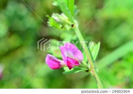 卡拉蘇諾豌豆 29902904