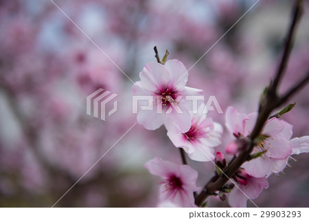 Six cherry blossoms 29903293