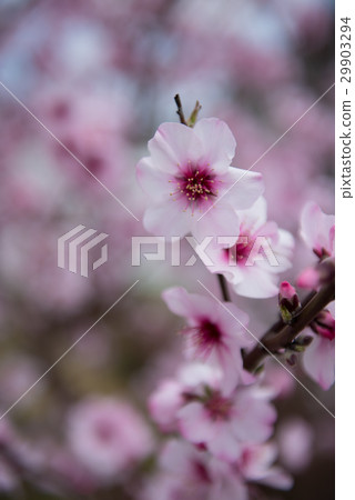 Six cherry blossoms gentle image 29903294