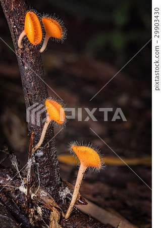 Mushrooms orange fungi cup. Mushrooms orange fungi cup. 29903430