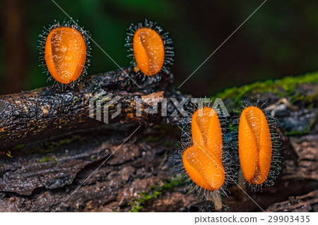 Mushrooms orange fungi cup. 29903435