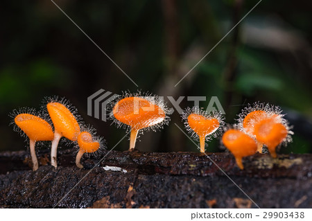Mushrooms orange fungi cup. 29903438