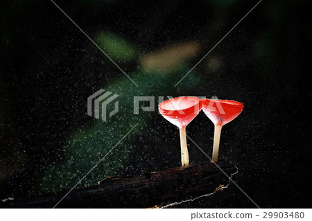 Mushrooms fungi cup. Mushrooms fungi cup. 29903480