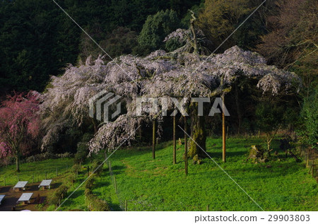 下垂的櫻桃樹 29903803