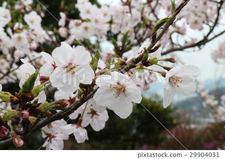 櫻花盛開的公園 櫻花盛開的公園 29904031
