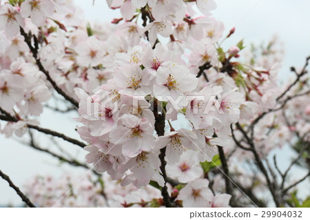 櫻花盛開的公園 29904032