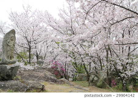 Cherry Blossoms in full bloom Park Cherry Blossoms in full bloom Park 29904142