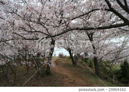 櫻花盛開的公園 櫻花盛開的公園 29904162