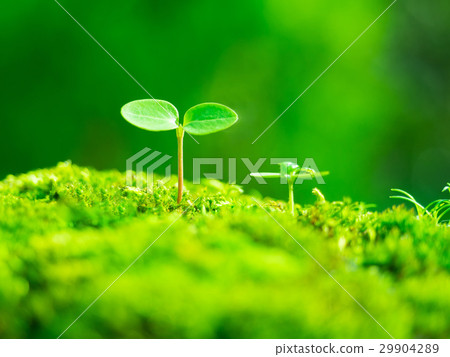植物幼苗 植物幼苗 29904289
