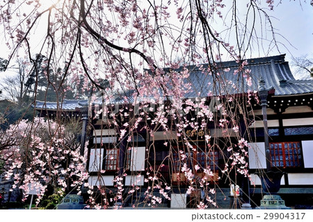 Sai Lin Temple Edge cherry tree 29904317