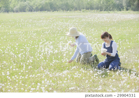Dandelion fluffy lady Dandelion fluffy lady 29904331