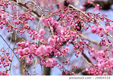 Red Yae-buried cherry-blossoms 29904338