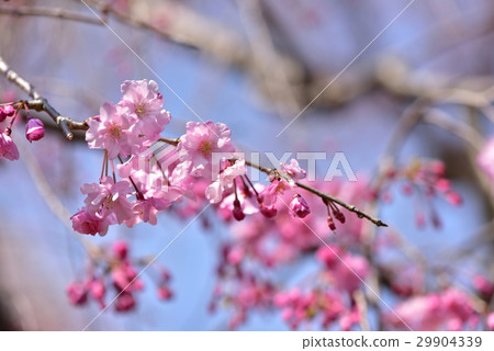 Red Yae-buried cherry-blossoms 29904339