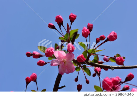 Red Yae-buried cherry-blossoms 29904340