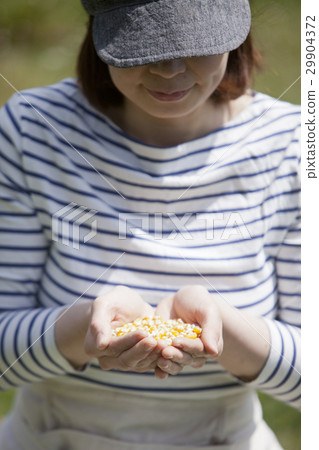 八排玉米種子 29904372