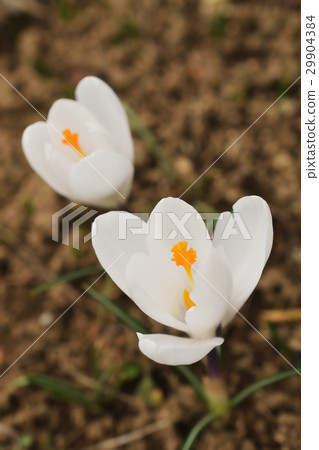 Crocuses blossoming in early spring Crocuses blossoming in early spring 29904384