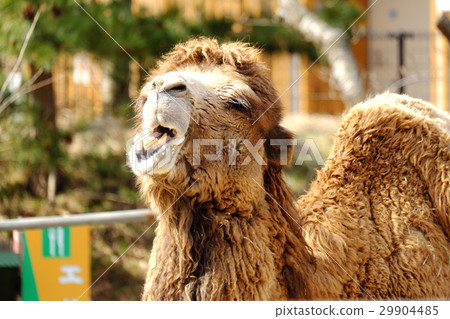動物園的駱駝 29904485