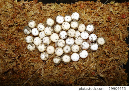 烏龜（海龜）烏龜（海龜） 29904653