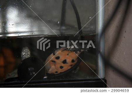 Turtle (turtle) turtle (turtle) 29904659