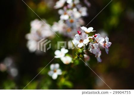 Safflower flower flowers 29904755