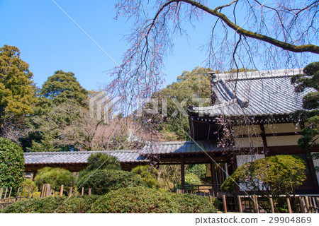 [沼津市]小喬寺，櫻花季節 29904869