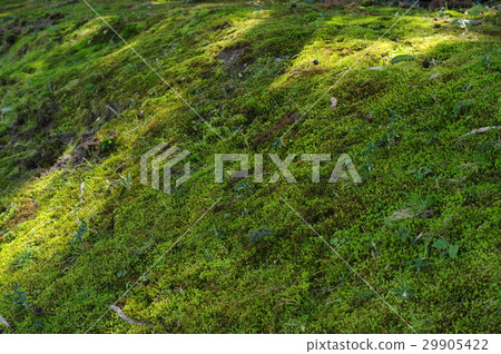 Moss growing shade oblique soft light 29905422