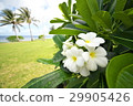 Plumeria 29905426