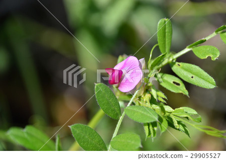 Karasuno pea（Kono Beans） 29905527