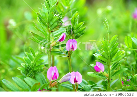 Karasuno pea（Kono Beans） 29905528