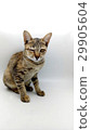 The cat made a bee sting cheeks and Eye swelling. 29905604