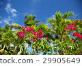 Palm trees and bougainvillea 29905649