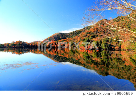Autumn leaves of Yuno reflected in reflection Autumn leaves of Yuno reflected in reflection 29905699