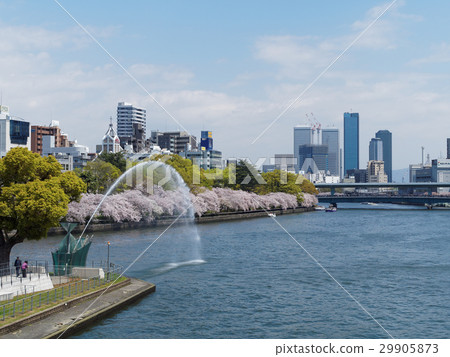 Look at Kendo Park and Cherry blossoms in full bloom from Tenjinbashi Look at Kendo Park and Cherry blossoms in full bloom from Tenjinbashi 29905873