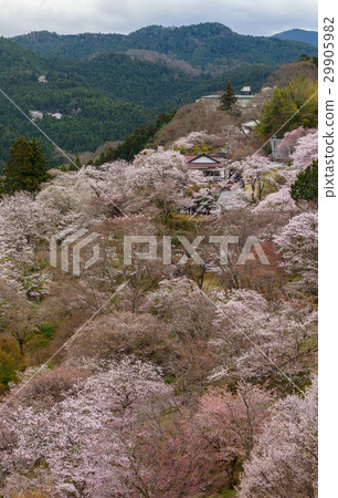 Yoshino Senbonzakura 29905982