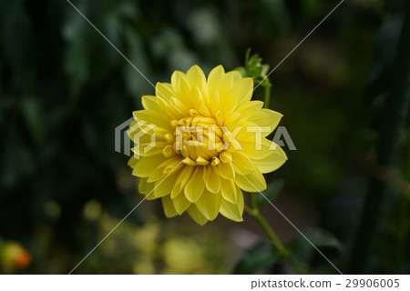 Darya Happy Days 29906005