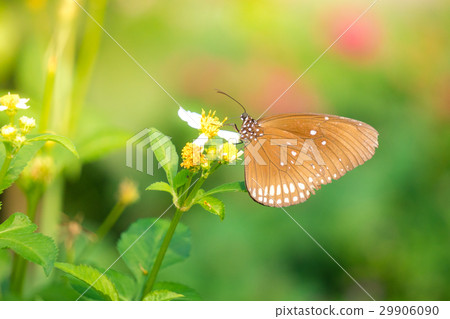 A butterfly feeding on Bidens pilosa flower in sun A butterfly feeding on Bidens pilosa flower in sun 29906090