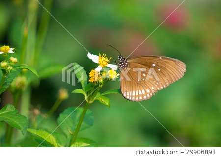 A butterfly feeding on Bidens pilosa flower in sun 29906091