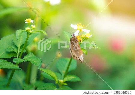 A butterfly feeding on Bidens pilosa flower in sun 29906095
