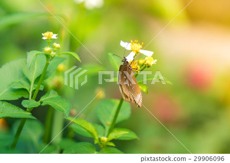 A butterfly feeding on Bidens pilosa flower in sun A butterfly feeding on Bidens pilosa flower in sun 29906096