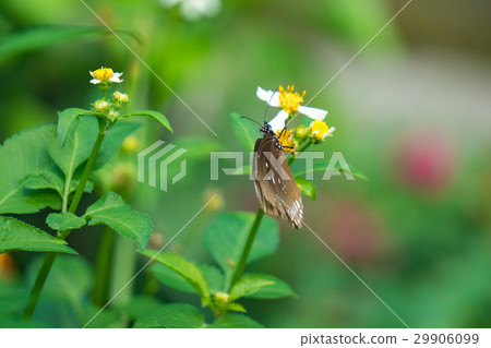 A butterfly feeding on Bidens pilosa flower in sun A butterfly feeding on Bidens pilosa flower in sun 29906099