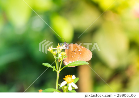 A butterfly feeding on Bidens pilosa flower in sun A butterfly feeding on Bidens pilosa flower in sun 29906100